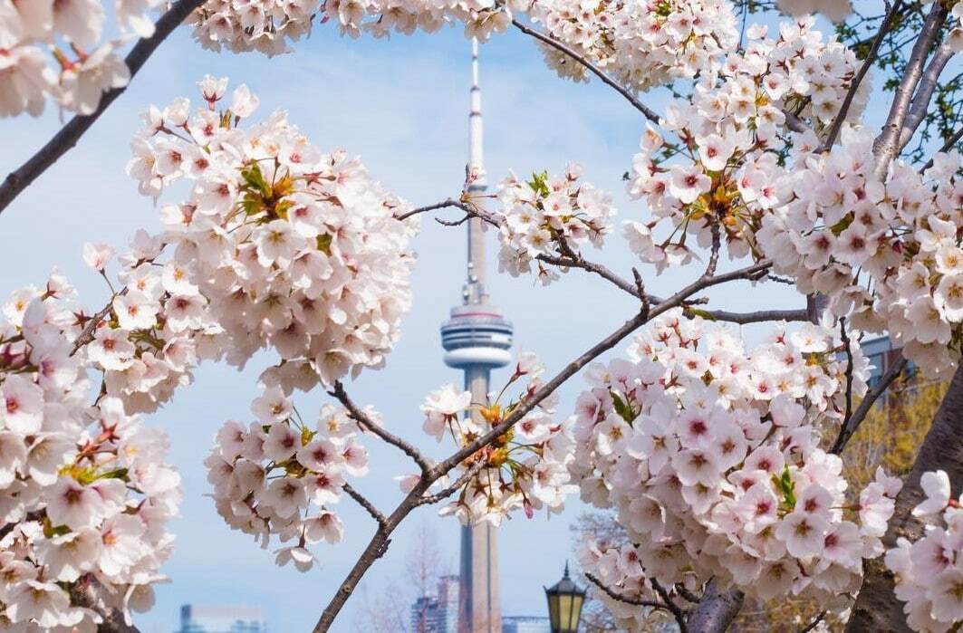 The image shows a view from the Trinity Bellwoods Park during cherry blossoms in April